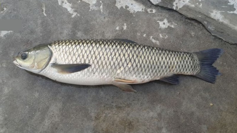 Cá trắm cỏ tươi ngon - 120k/kg