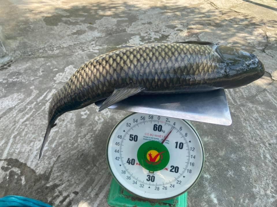 Đôi điều về Cá trắm cỏ