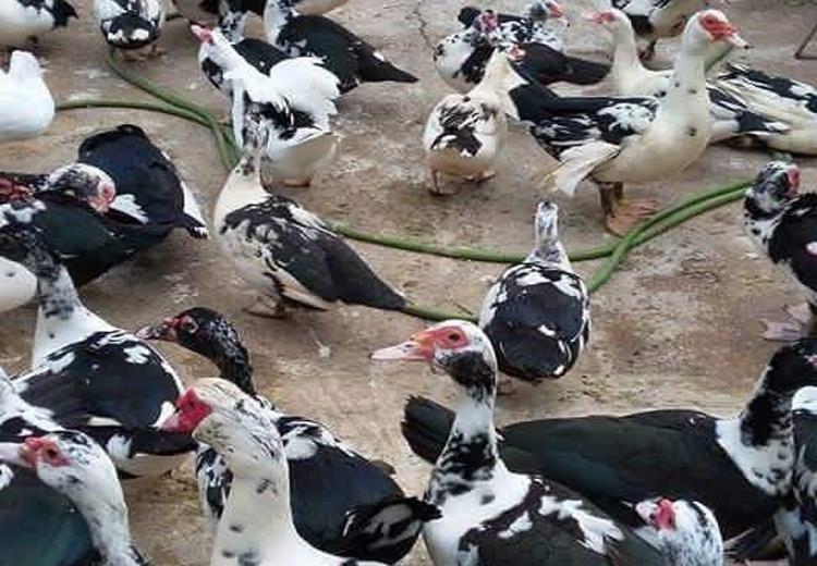 Ngan dé thịt tươi sống 120k/kg