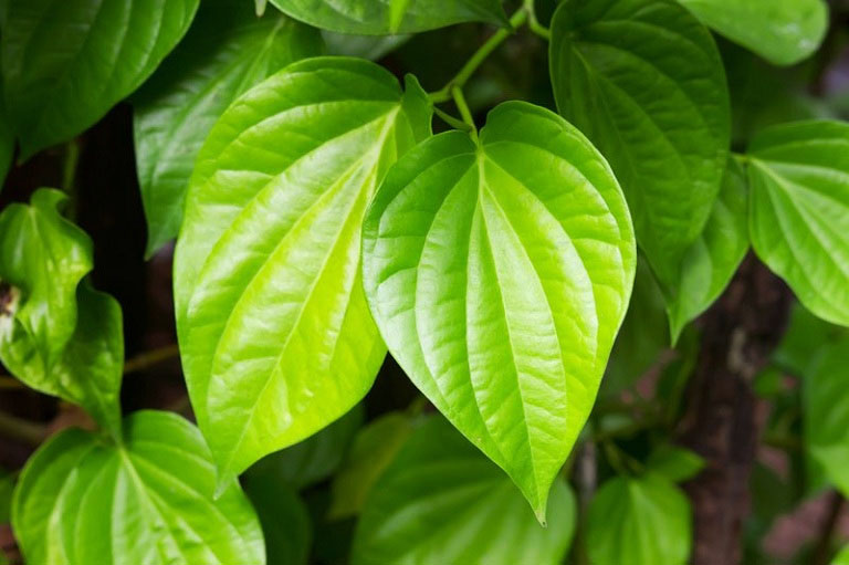 Hướng dẫn cách sử dụng lá trầu không chữa viêm phụ khoa
