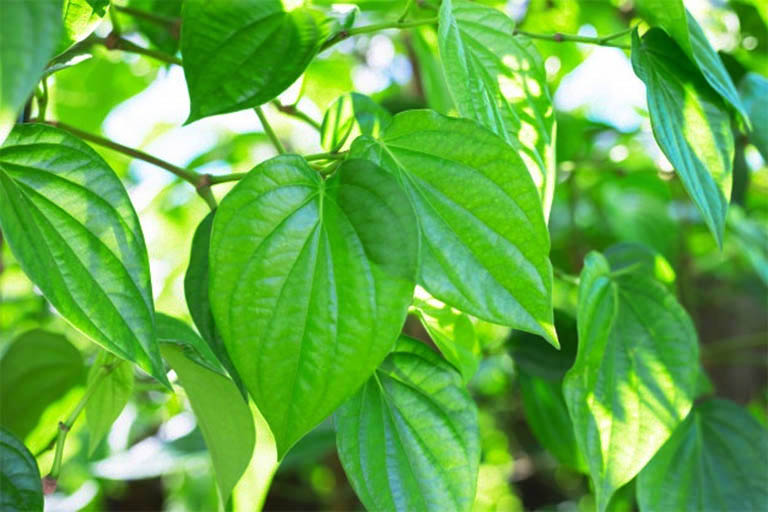 Lưu ý khi chữa viêm phụ khoa bằng lá trầu không