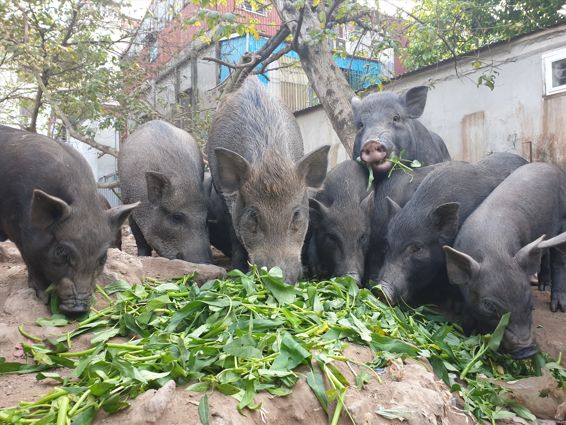 Cách nhận biết lợn mán ngon