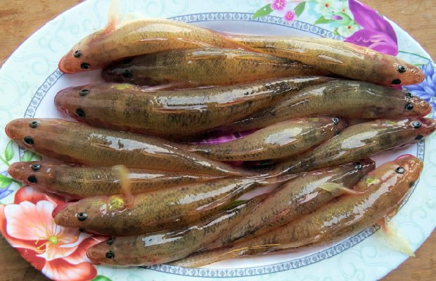 Đôi điều về cá bống tươi