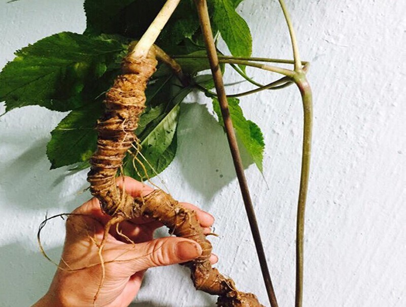 Dinh dưỡng trong sâm Ngọc Linh