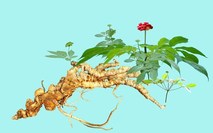 Những tác dụng của Sâm Ngọc Linh