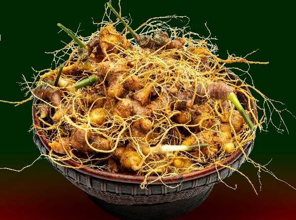 Sâm ngọc linh có giá bao nhiêu tiền?