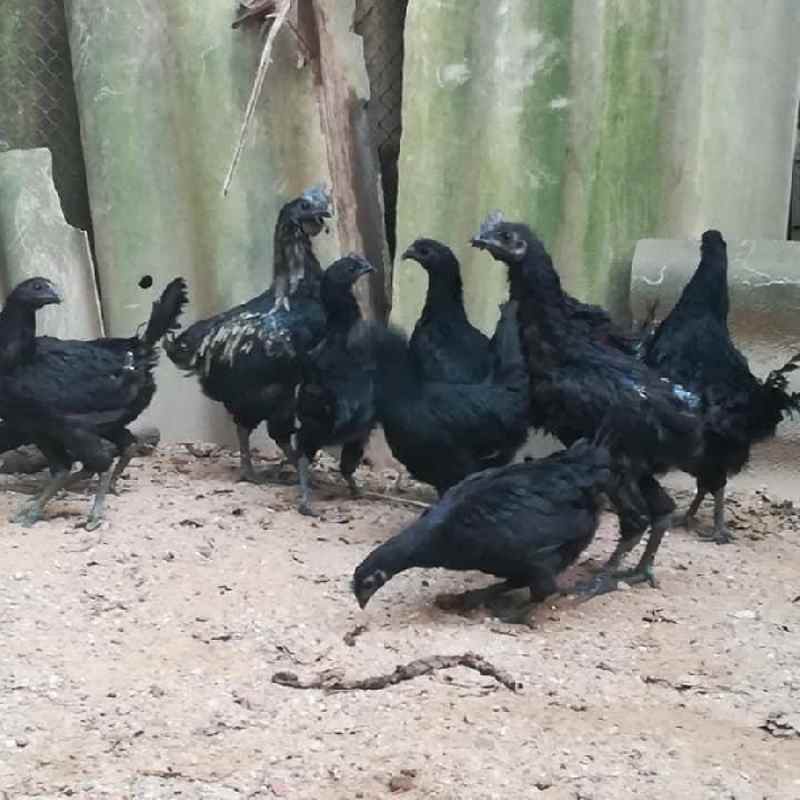 Giá gà Hmong thuần chủng có đắt không?