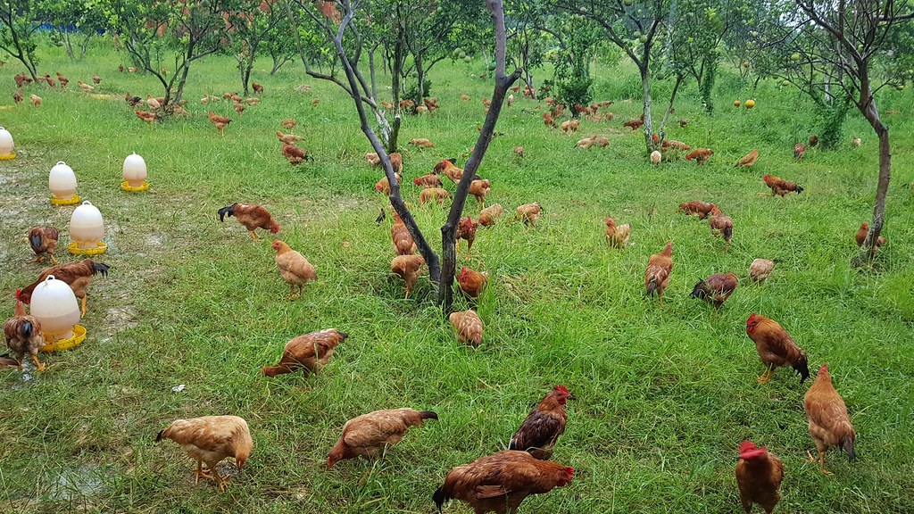 Gà ta là gà gì?