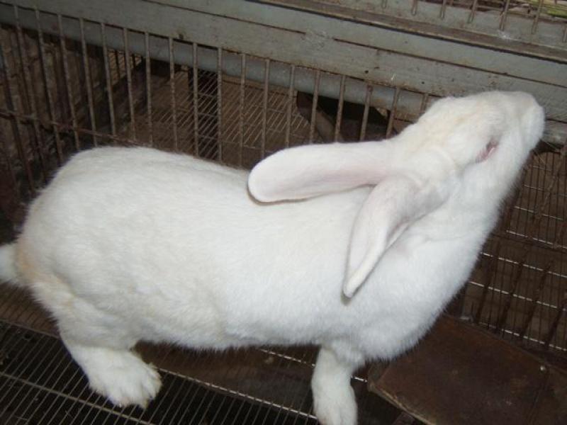 Dinh dưỡng tuyệt vời trong thịt thỏ