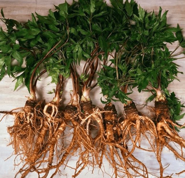 Giới thiệu về sâm Đương Quy