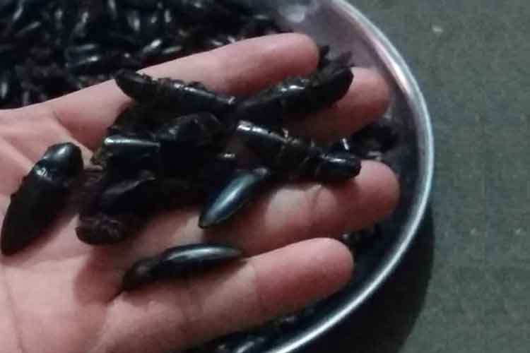 Cách bắt và chế biến con bổ củi làm thuốc