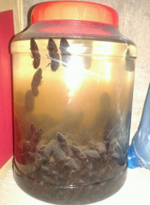 Cách ngâm rượu bổ củi