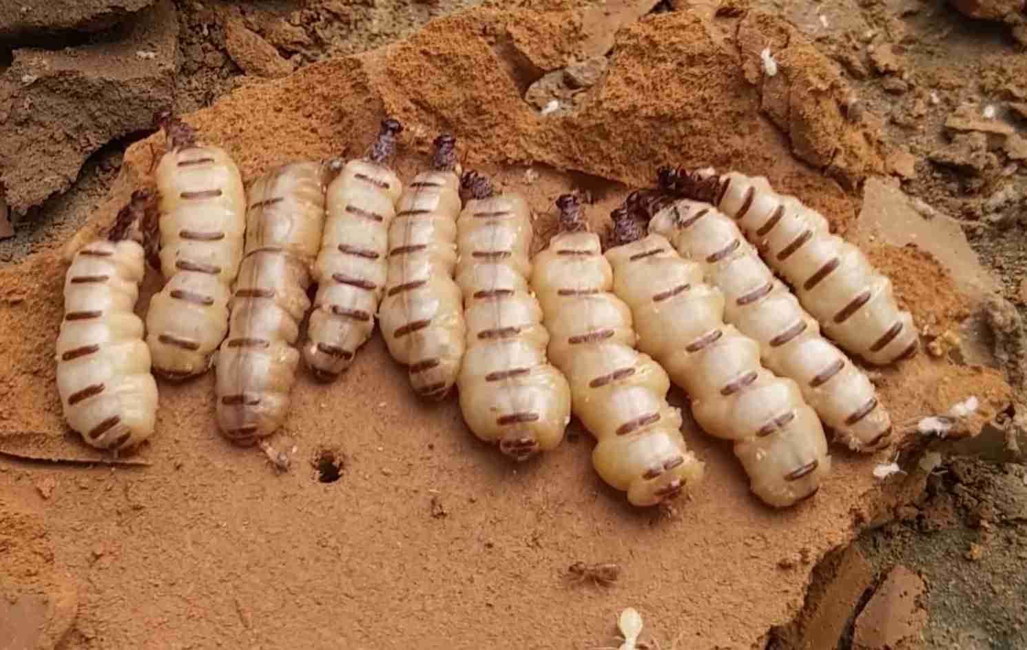 Mối chúa ngâm rượu - 180k/lạng