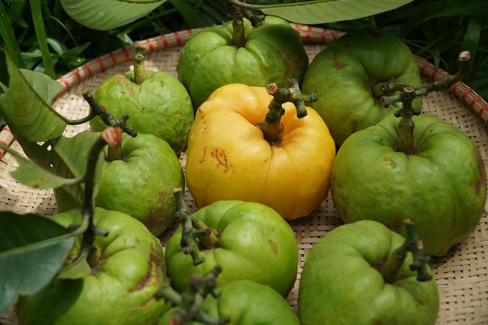 Quả tai chua 150k/kg