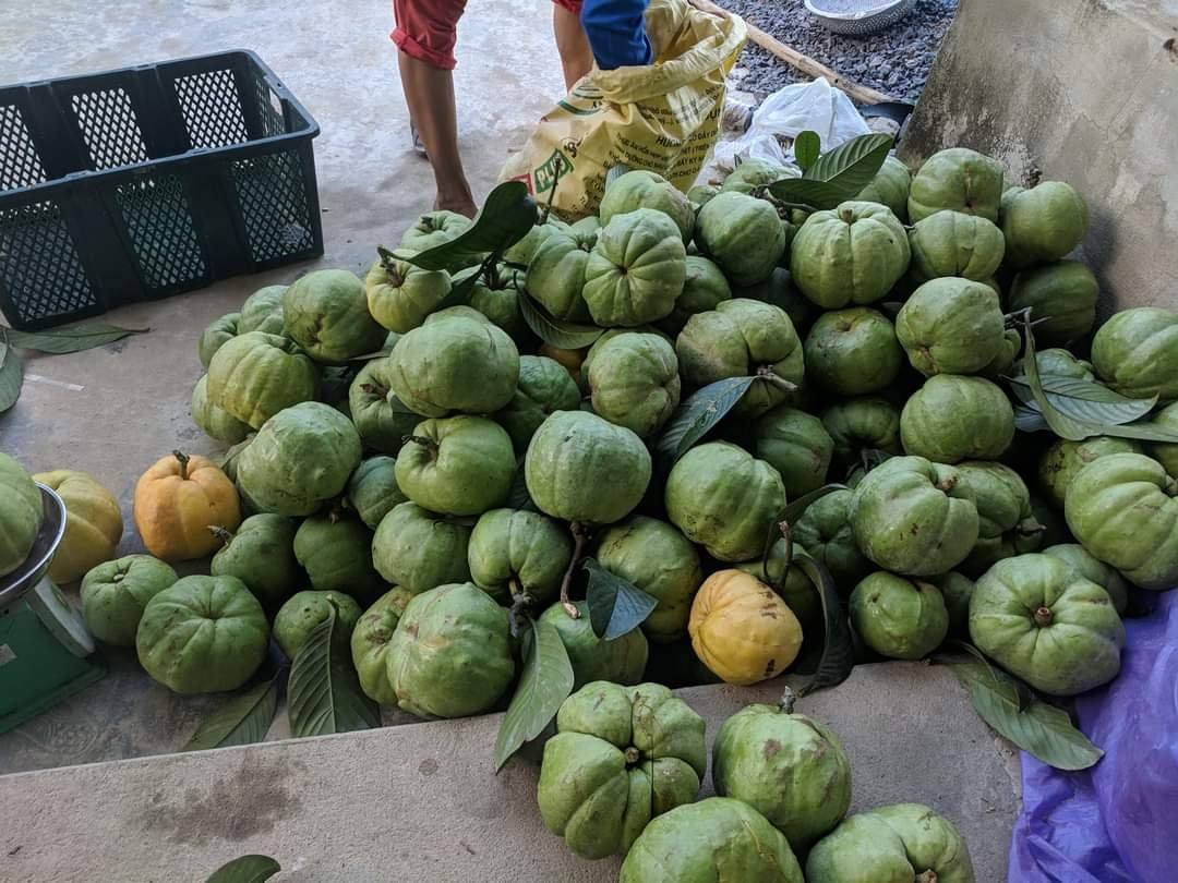 Giới thiệu về quả tai chua