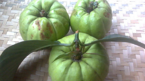 Quả tai chua có lợi ích gì?