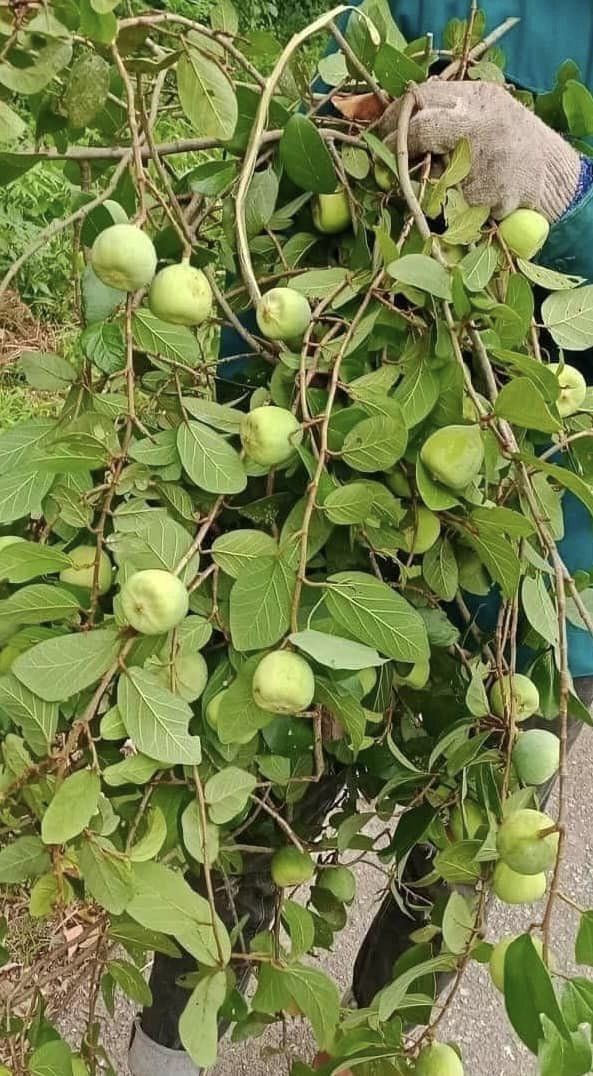 Tác dụng của rượu quả trâu cổ