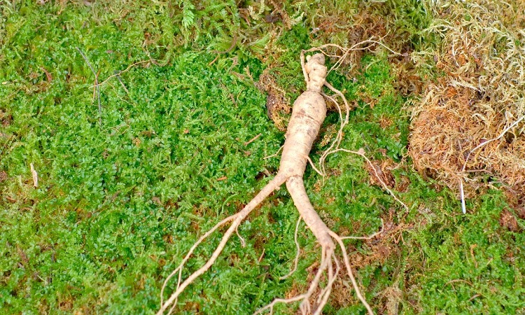 Rễ sâm Trường Bạch khô 5