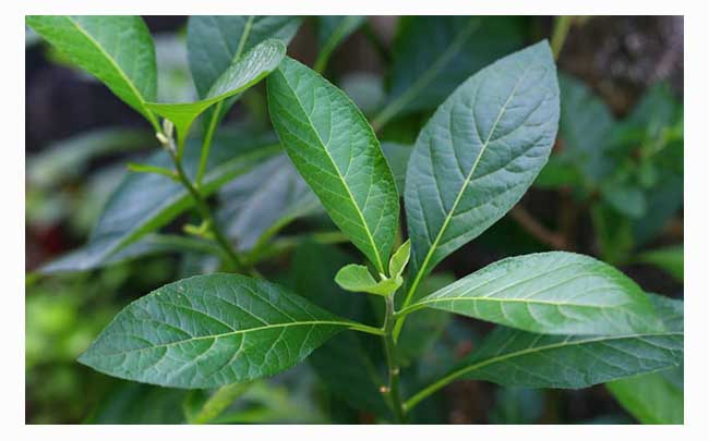 Rượu công sa đẻn Lào3
