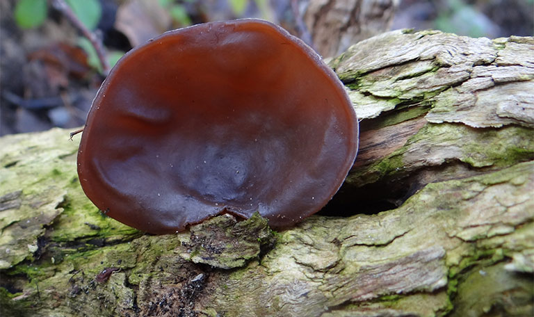 Thu hái – Sơ chế mộc nhĩ