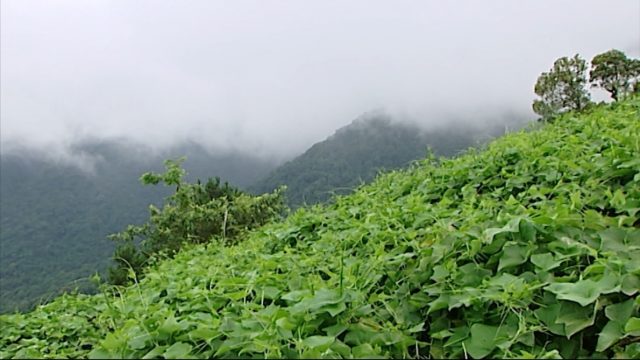 kĩ thuật trồng cây su su tam đảo